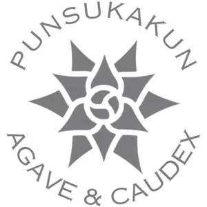 有名趣味家血統】アガベ⭐︎チタノタ⭐︎鬼爪⭐︎子株⭐︎台湾lize