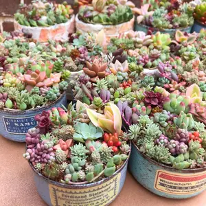 aプロリフェラ 抜き苗 多肉植物 - メルカリ