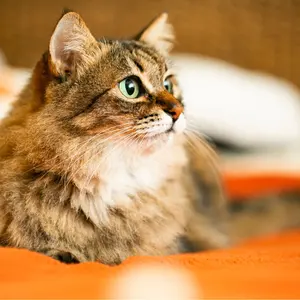 水郷の朝」 佐野せいじ 木版画 絵画 日本画 限定200部 直筆サイン有