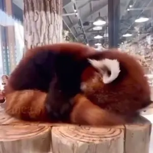 Snow Man 岩本照 深澤辰哉 いわふか クリエ ショップ写 公式写真 jr