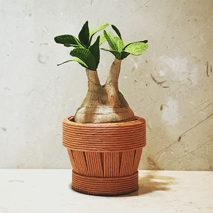 塊根植物（コーデックス）とは？種類・育て方とおすすめの鉢10選