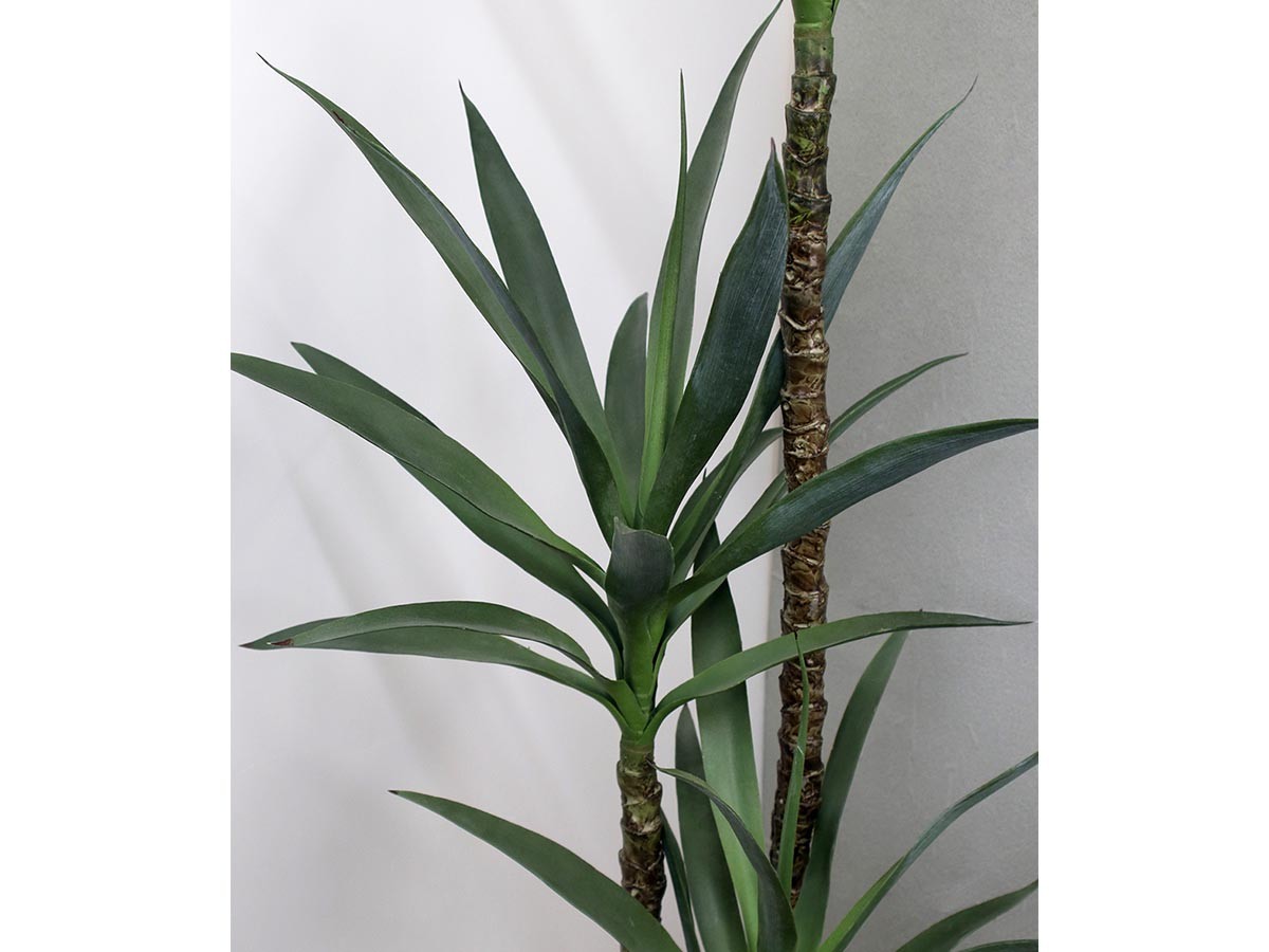 EMILIO ROBBA YUCCA / エミリオロバ ユッカラン - インテリア・家具