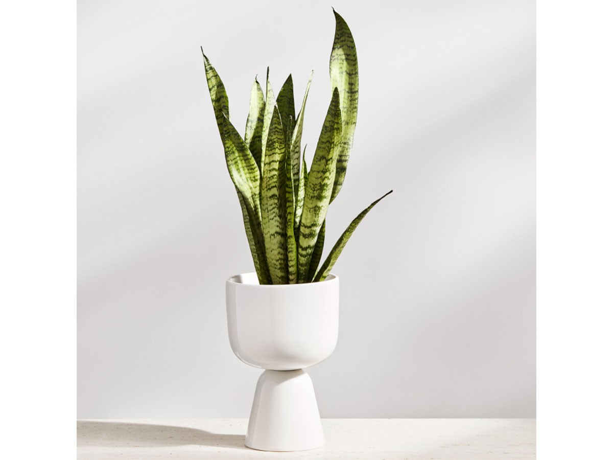 iittala Nappula Plant Pot / イッタラ ナップラ プラントポット 230
