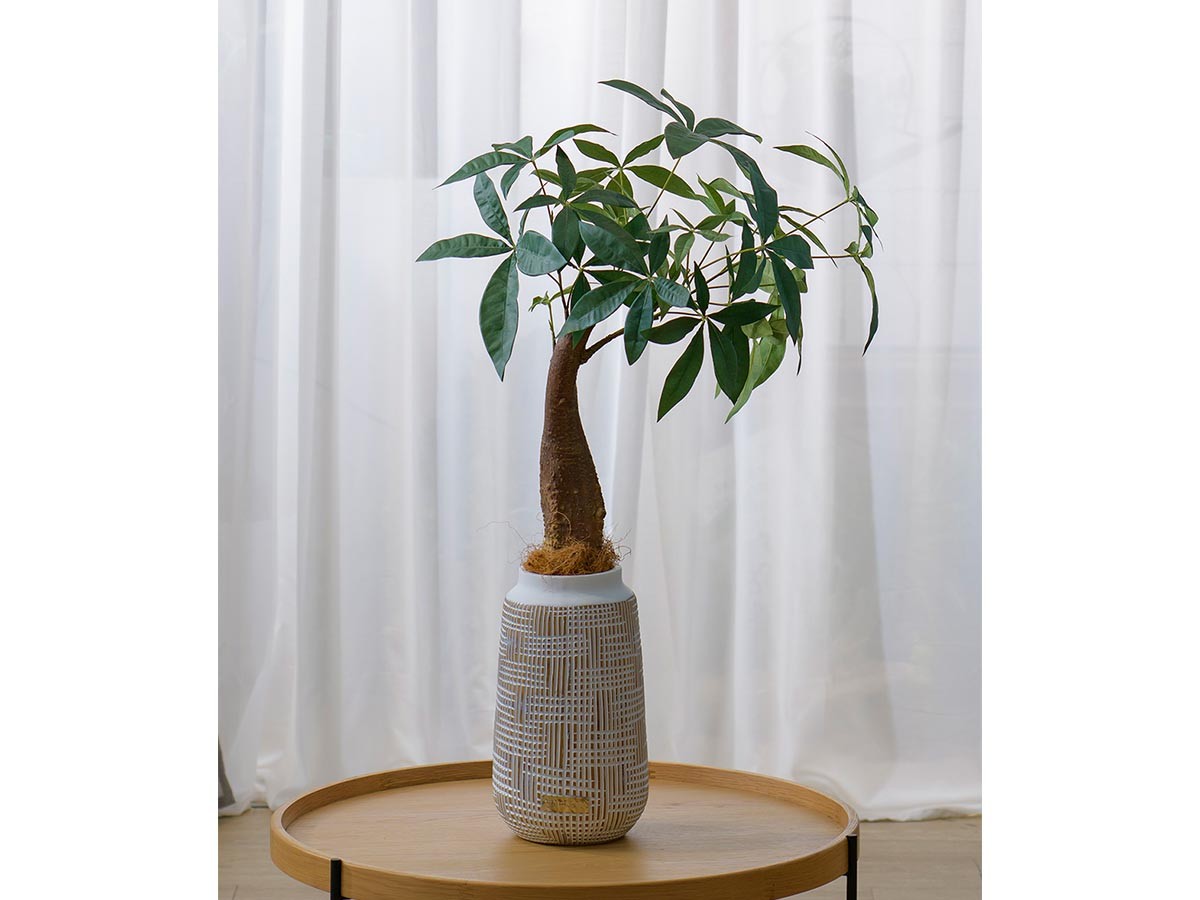 EMILIO ROBBA MINI PACHIRA / エミリオロバ ミニパキラ - インテリア