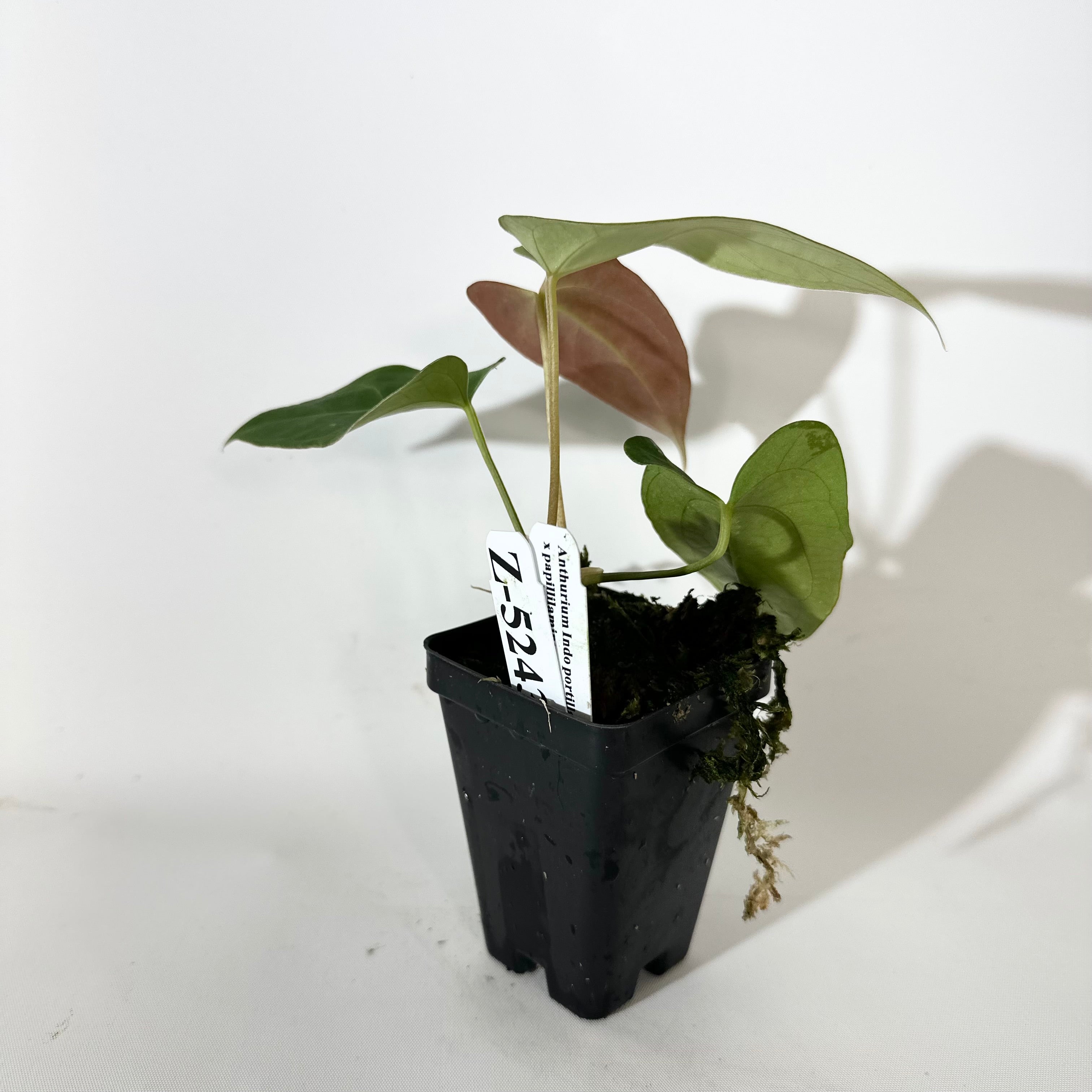 Z-5243 - Anthurium Indo portillae x papillilaminum SL #1 – Steve's