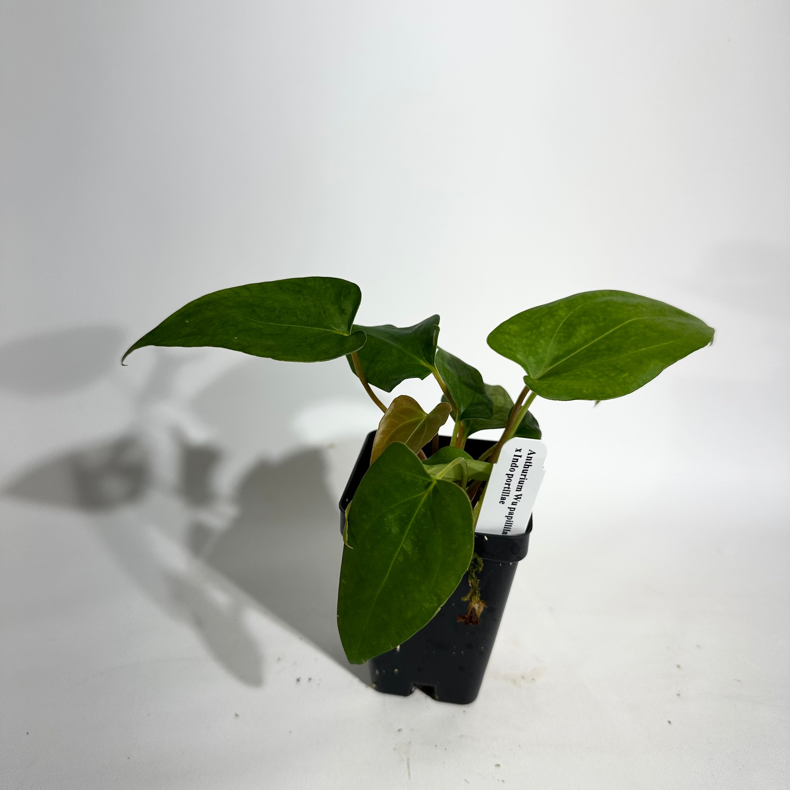 Anthurium Wu papillilaminum x indo portillae – Steve's Leaves