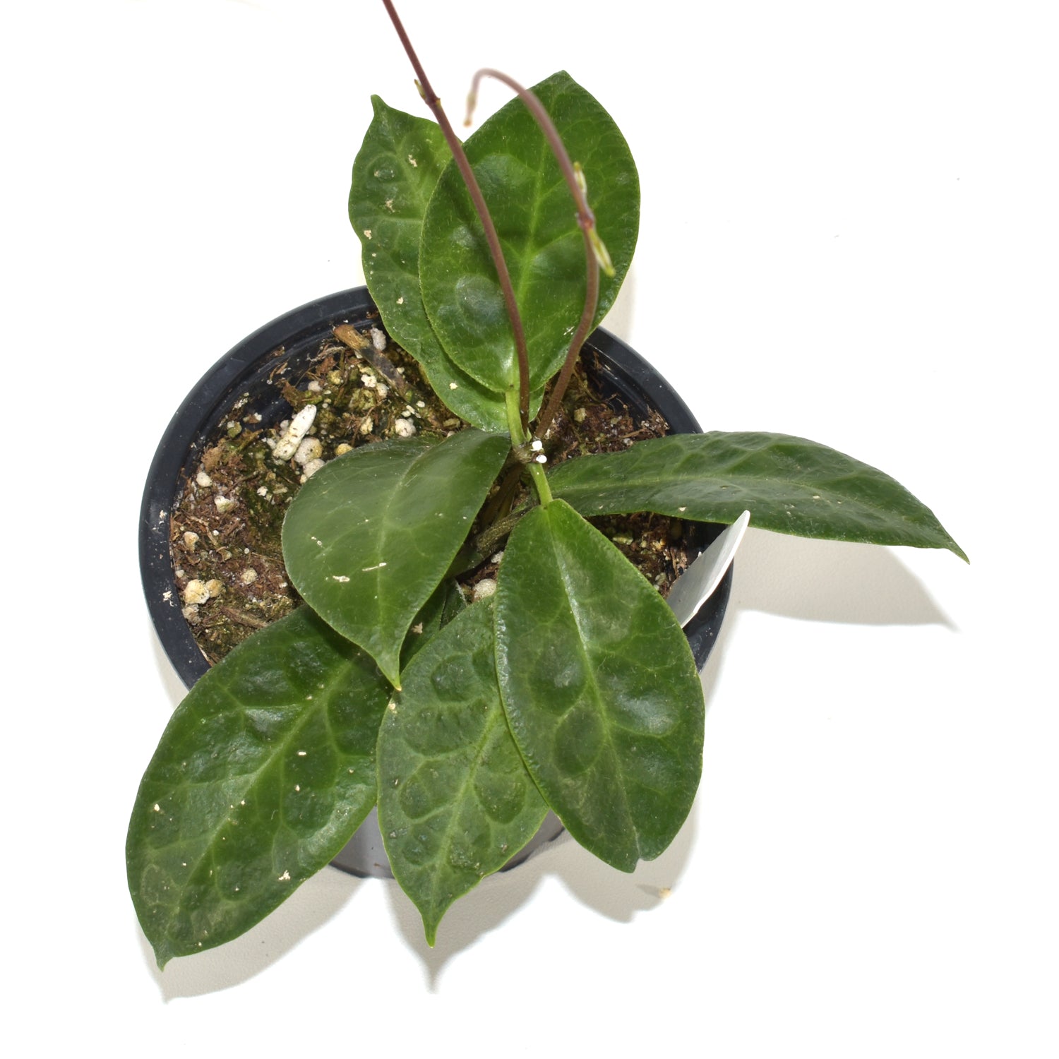 Hoya piestolepis | Steve's Leaves Apocynaceae Exotic Plants