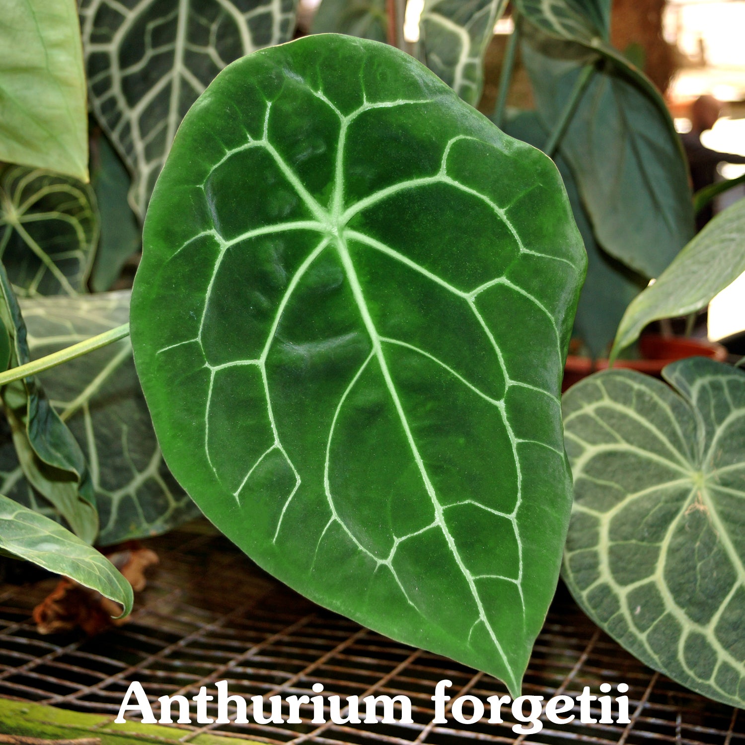 Anthurium forgetii x crystallinum – Steve's Leaves
