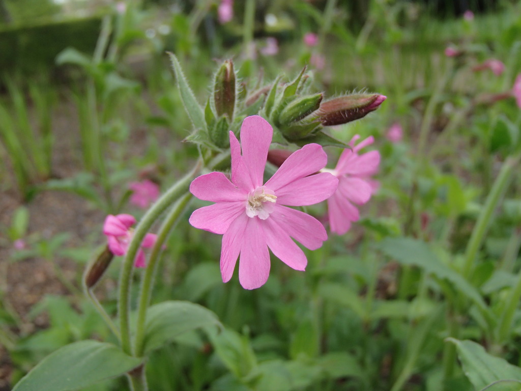 キャンピオン レッド - ステップナッツ