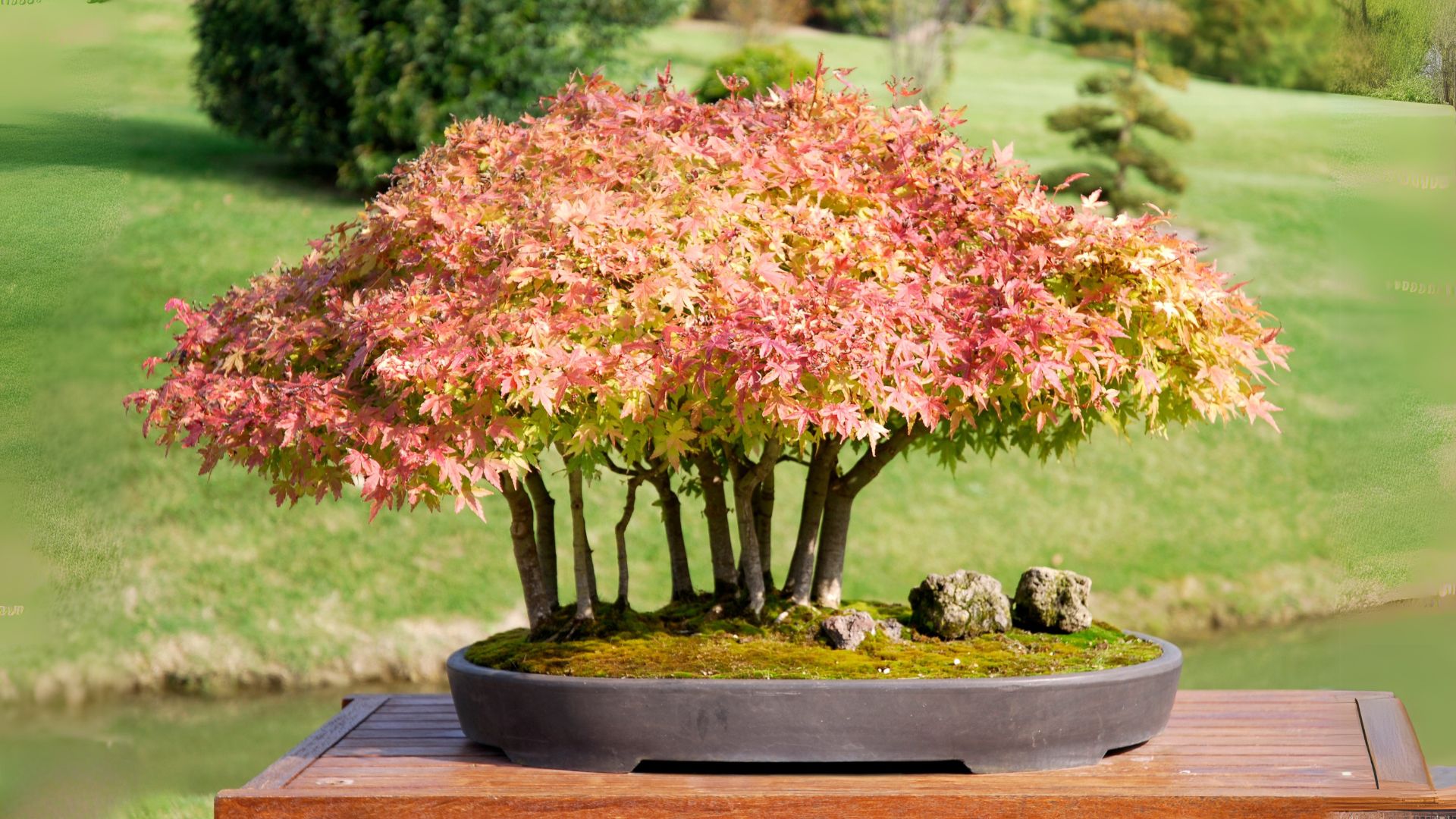 初心者向け】もみじ盆栽の育て方｜手入れ・剪定・水やりの基本 | 趣味